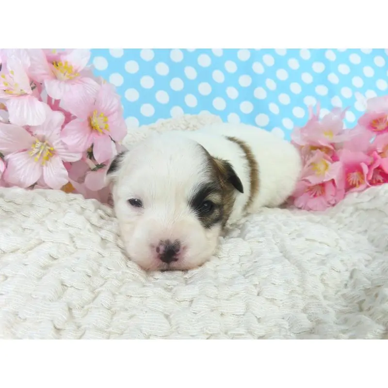 販売中の千葉県のパピヨン-451542の2枚目