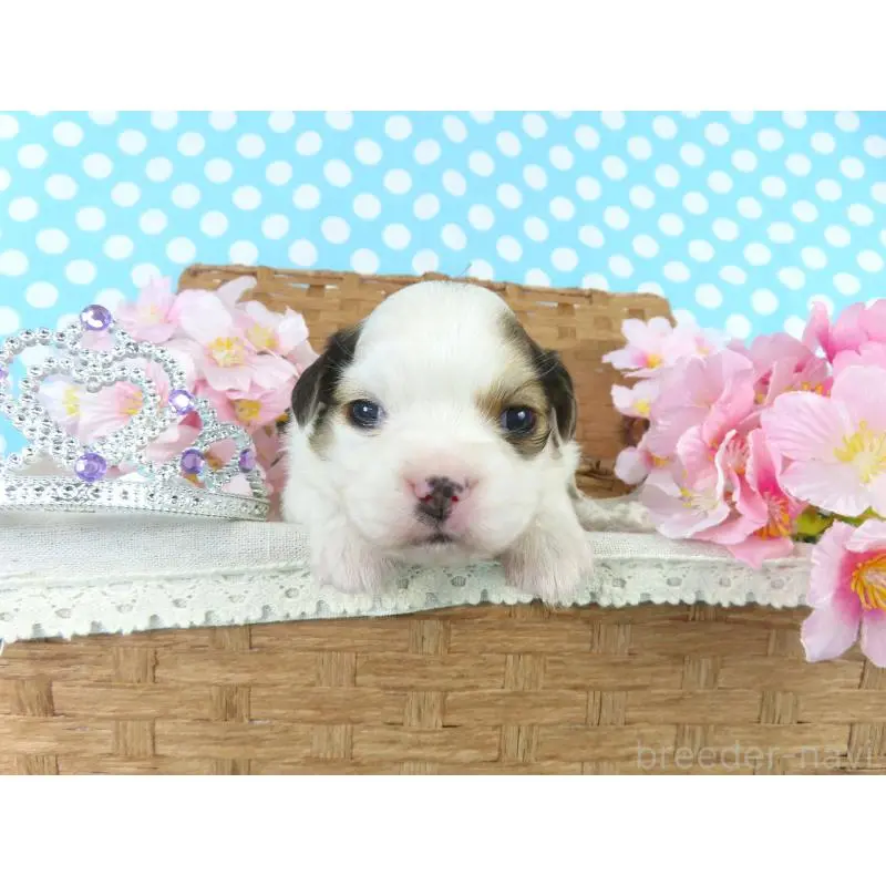 販売中の千葉県のパピヨン-451544の4枚目