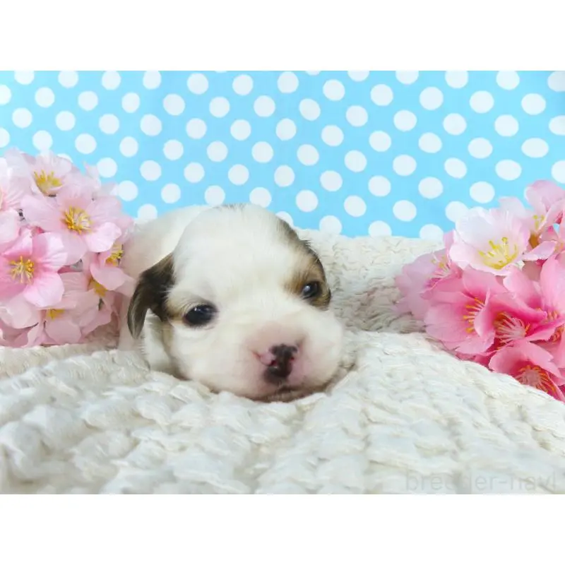 販売中の千葉県のパピヨン-451544の2枚目