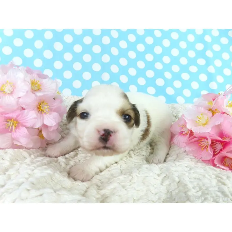 販売中の千葉県のパピヨン-451544の3枚目