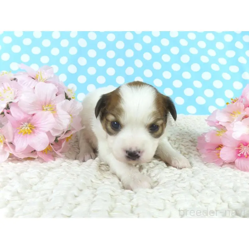 販売中の千葉県のパピヨン-451545の4枚目