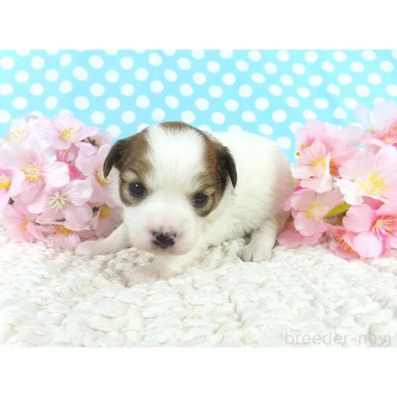 販売中の千葉県のパピヨン-451545の3枚目