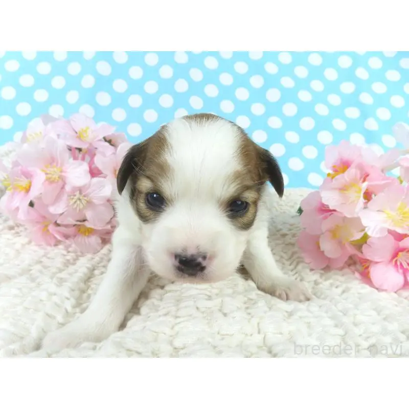 販売中の千葉県のパピヨン-451545の2枚目