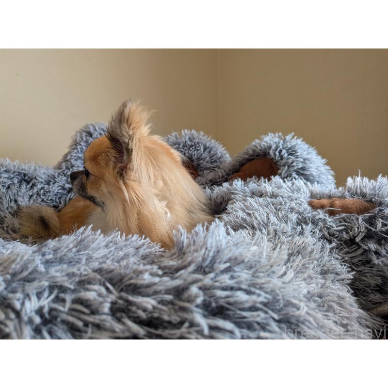 販売中の秋田県のチワワ(ロングコート)-376315の3枚目