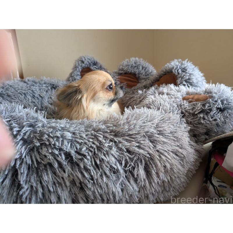 販売中の秋田県のチワワ(ロングコート)-376315の2枚目