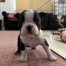 ボストンテリアの子犬