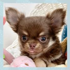 ♀︎チワワ(ロングコート)