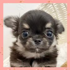 ♀︎チワワ(ロングコート)