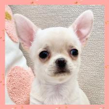 ♀︎チワワ(ロングコート)