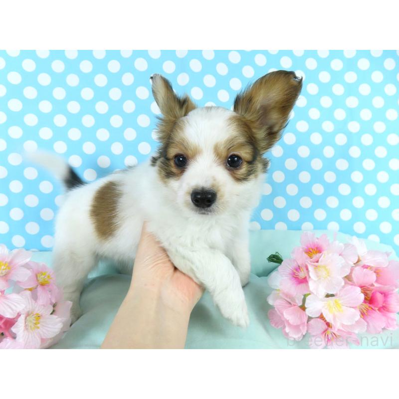 販売中の千葉県のパピヨン-443909の4枚目