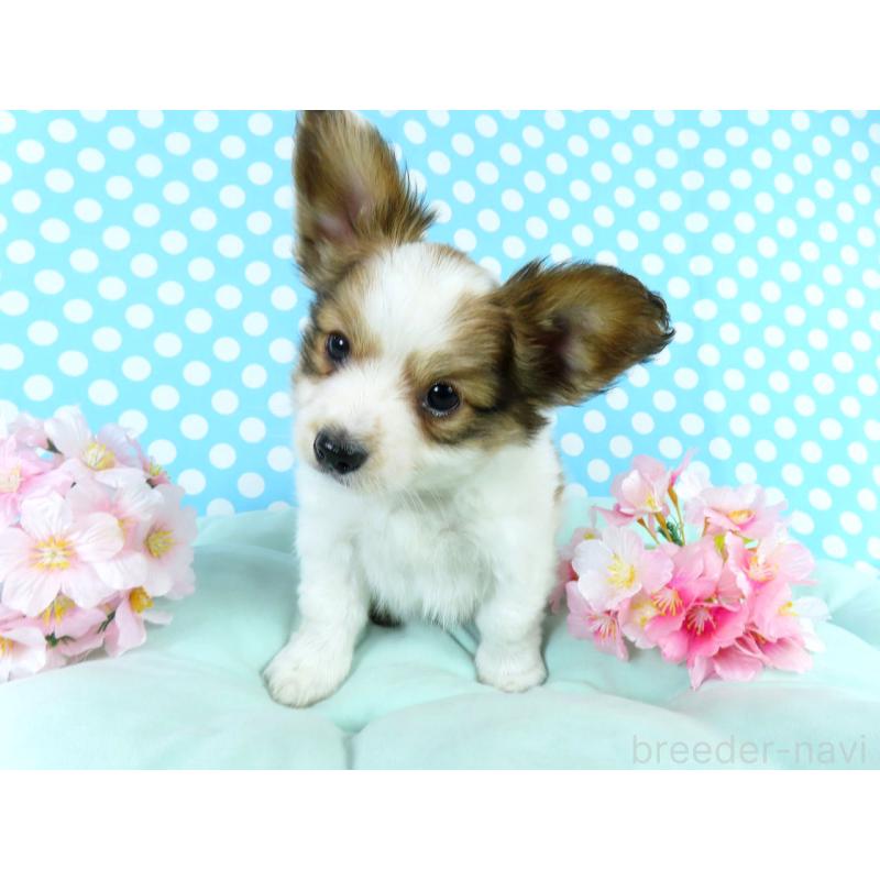 販売中の千葉県のパピヨン-443909の2枚目