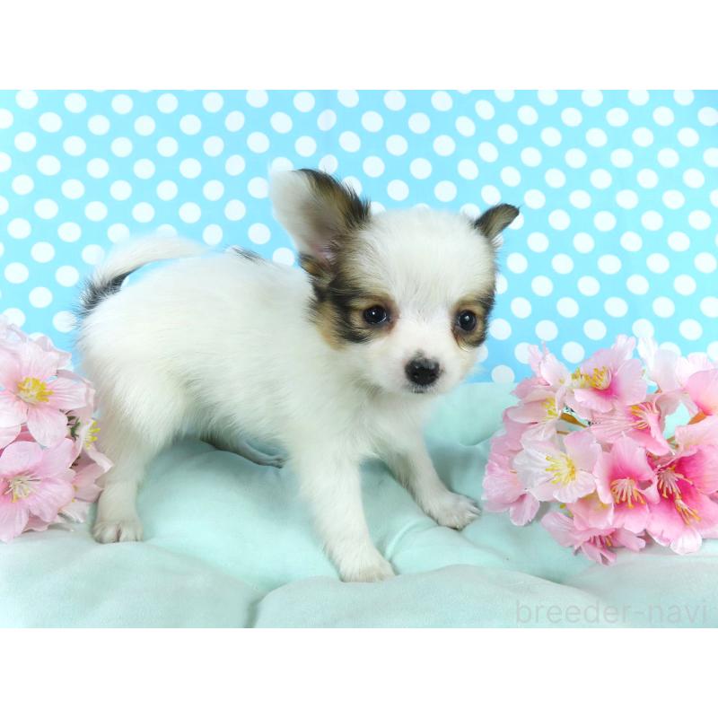 成約済の千葉県のパピヨン-445637の4枚目