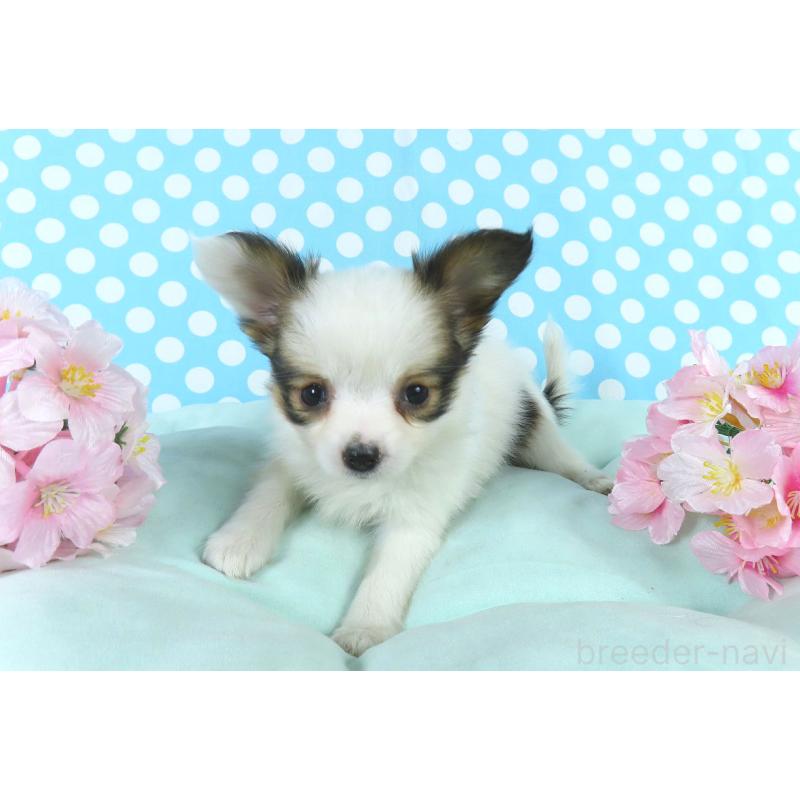 成約済の千葉県のパピヨン-445637の3枚目