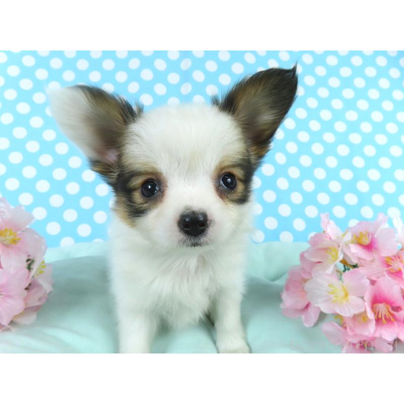 成約済の千葉県のパピヨン-445637の2枚目