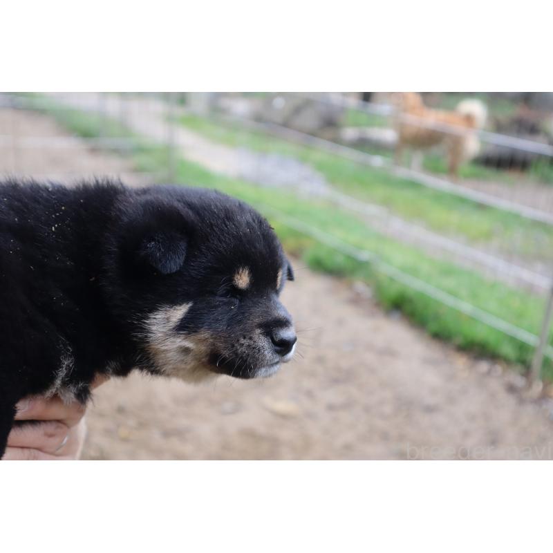 販売中の滋賀県の豆柴-451553の3枚目