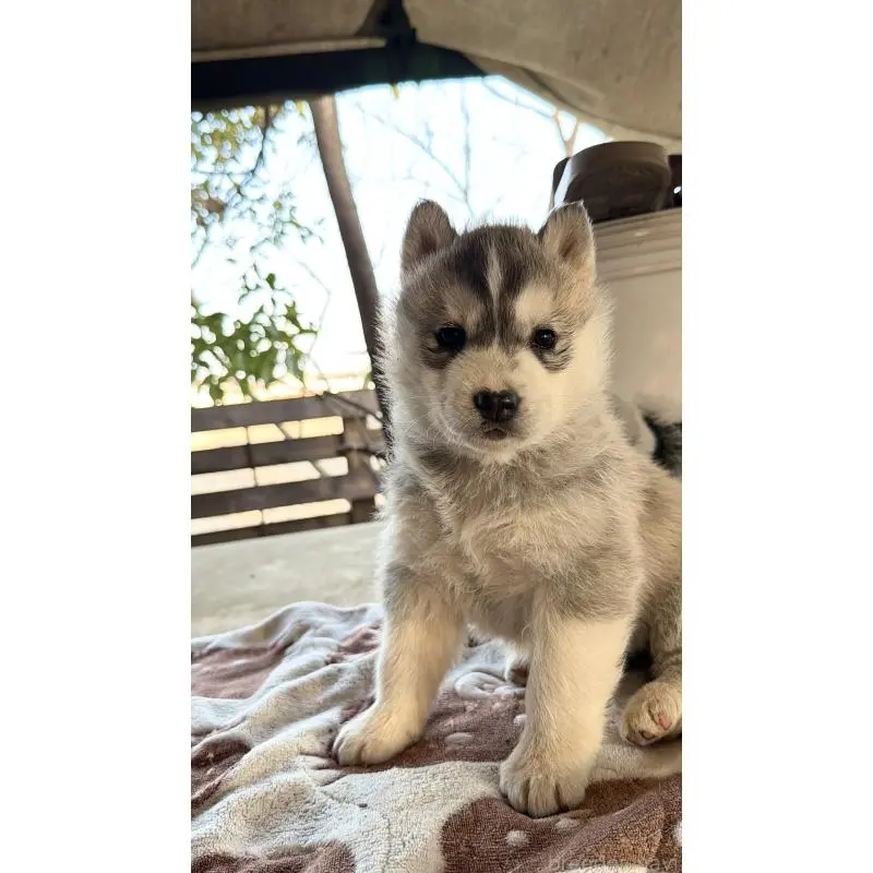 販売中の埼玉県のシベリアンハスキー-451547の7枚目