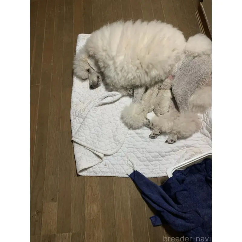 販売中の神奈川県のスタンダードプードル-451546の2枚目