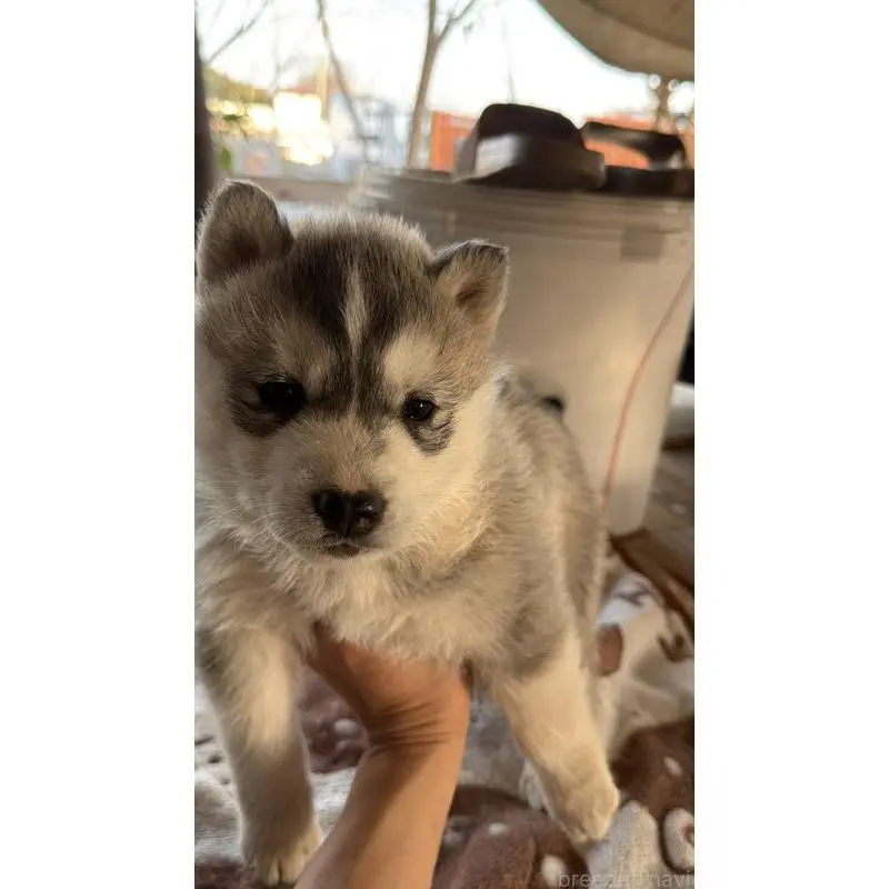 販売中の埼玉県のシベリアンハスキー-451547の6枚目