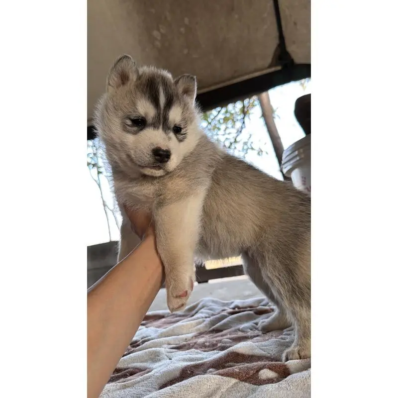 販売中の埼玉県のシベリアンハスキー-451547の5枚目