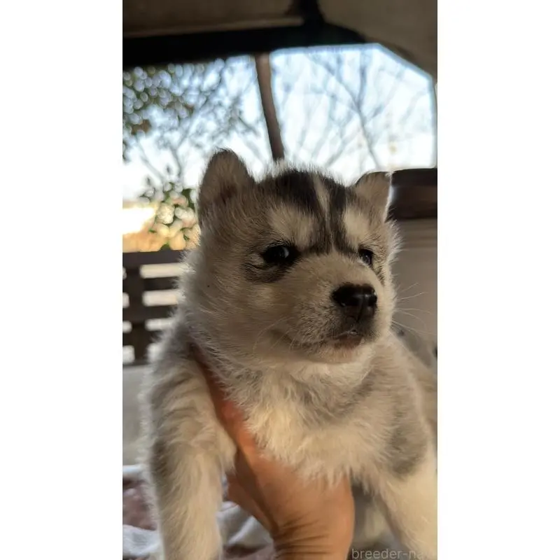 販売中の埼玉県のシベリアンハスキー-451547の4枚目