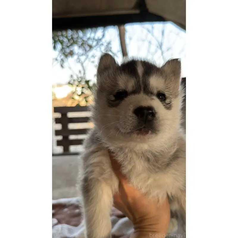 販売中の埼玉県のシベリアンハスキー-451547の3枚目