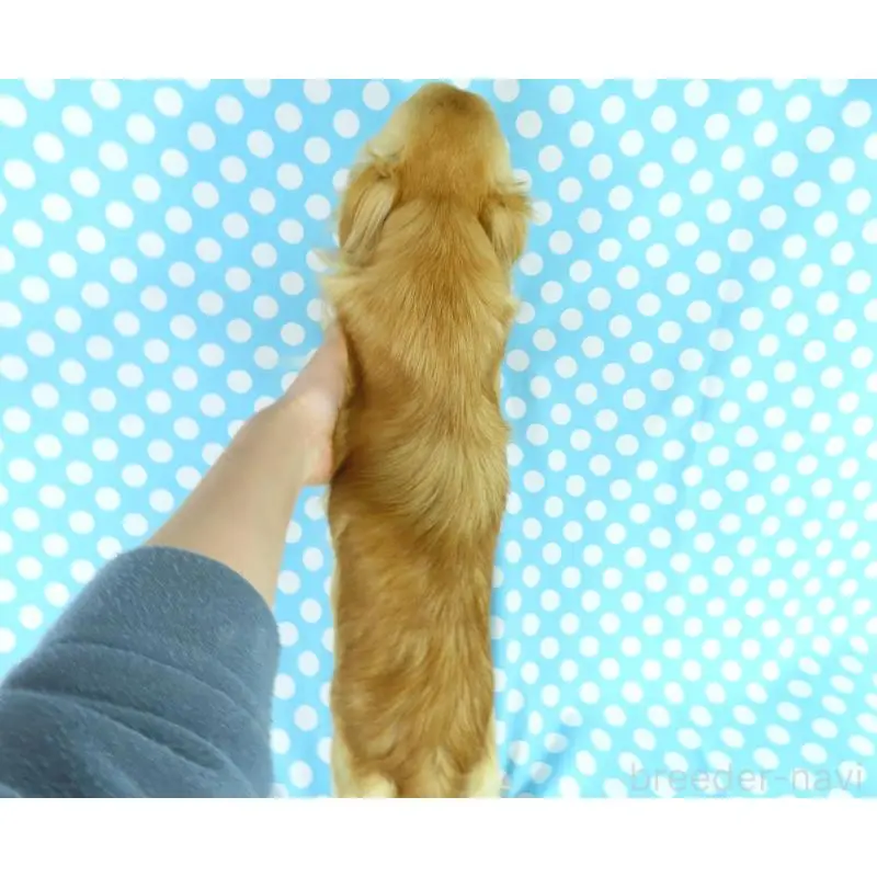 販売中の千葉県のチワワ(ロングコート)-451548の5枚目