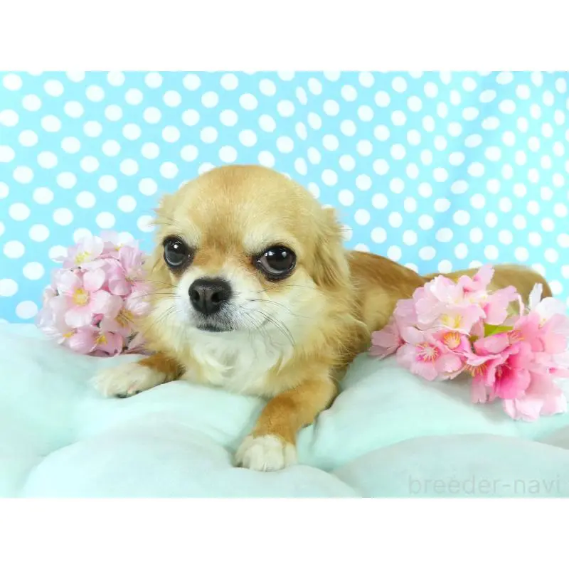 販売中の千葉県のチワワ(ロングコート)-451548の4枚目