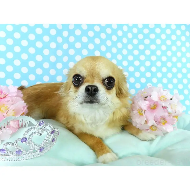 販売中の千葉県のチワワ(ロングコート)-451548の3枚目