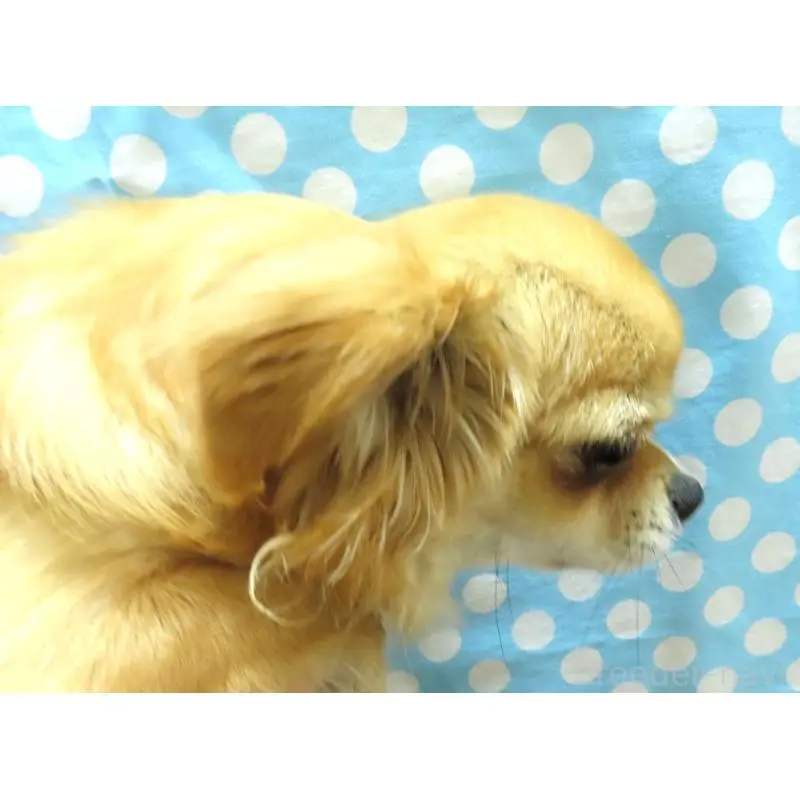 販売中の千葉県のチワワ(ロングコート)-451548の2枚目