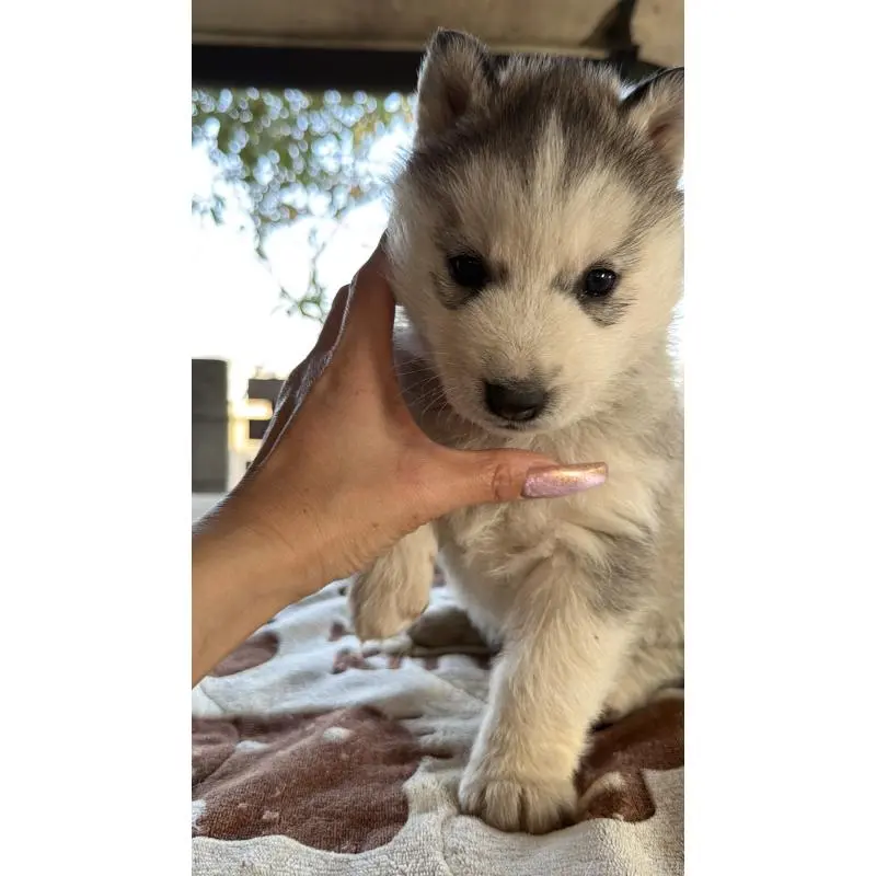 販売中の埼玉県のシベリアンハスキー-451549の9枚目