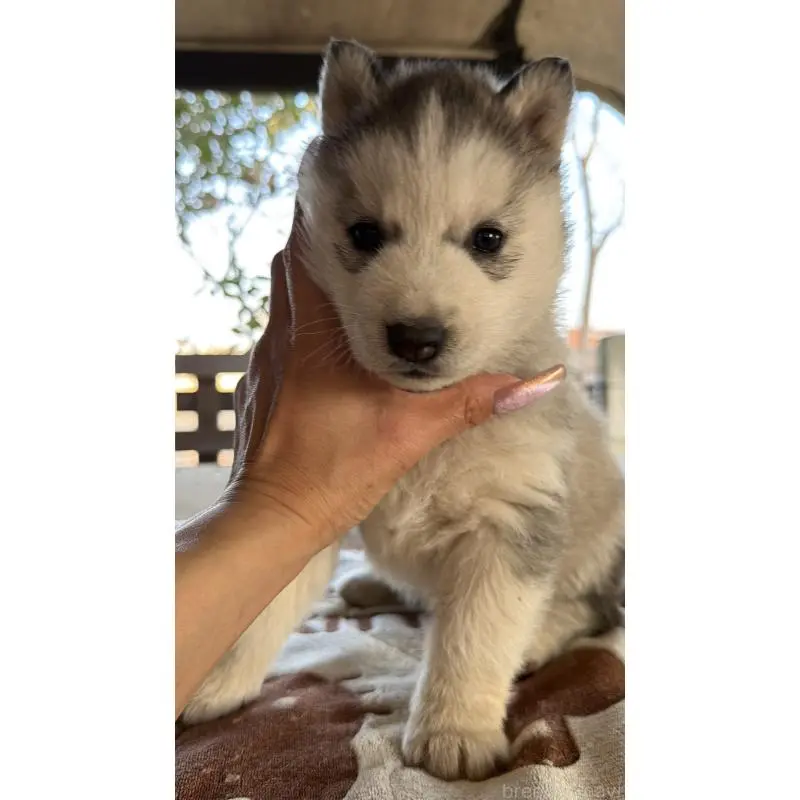 販売中の埼玉県のシベリアンハスキー-451549の8枚目