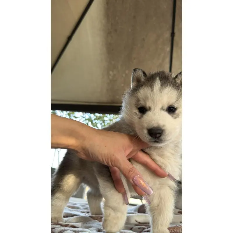 販売中の埼玉県のシベリアンハスキー-451549の6枚目