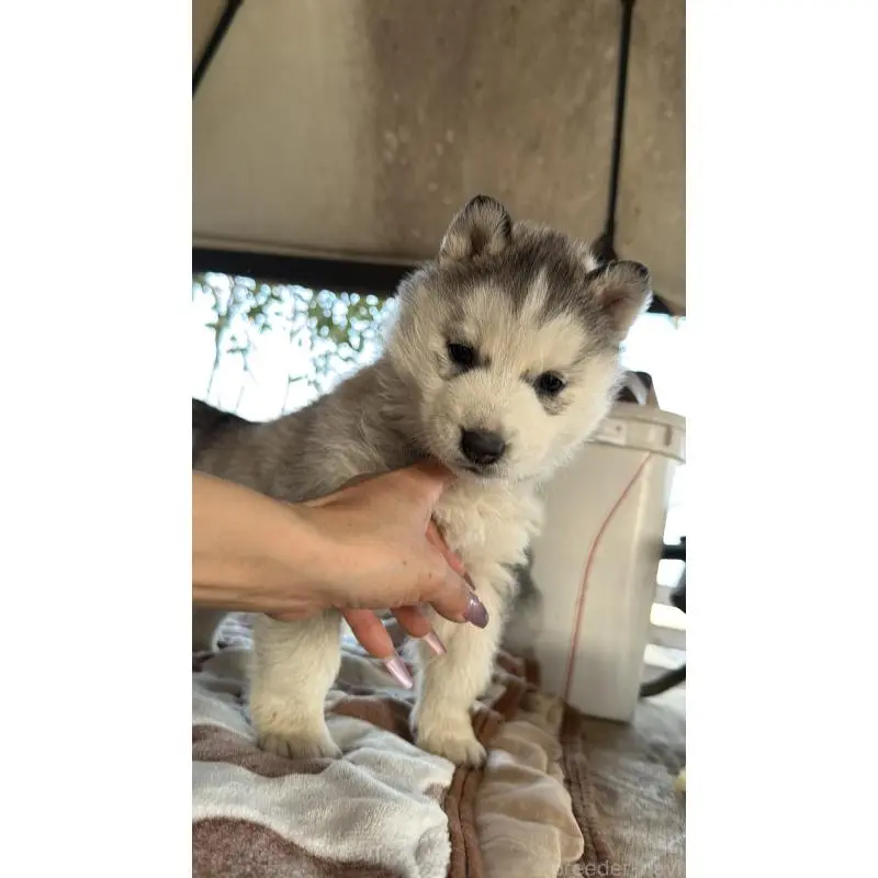 販売中の埼玉県のシベリアンハスキー-451549の5枚目