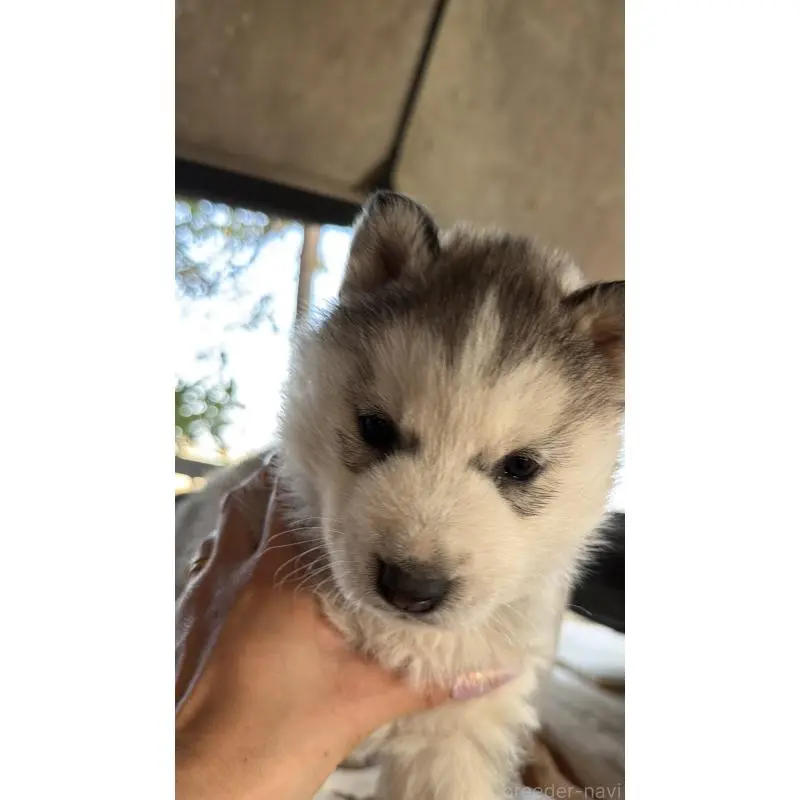 販売中の埼玉県のシベリアンハスキー-451549の4枚目