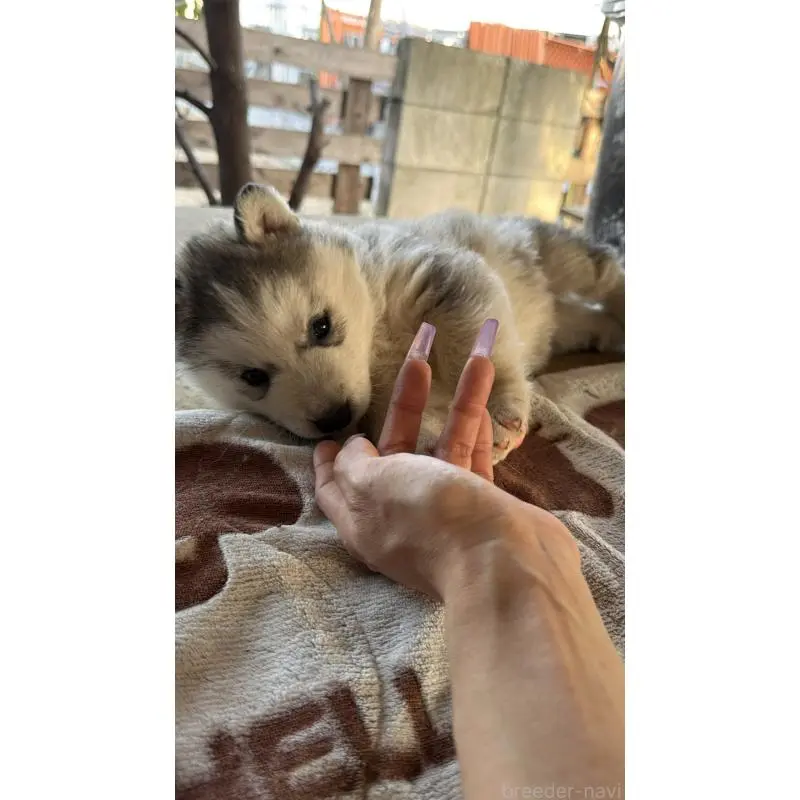 販売中の埼玉県のシベリアンハスキー-451549の2枚目