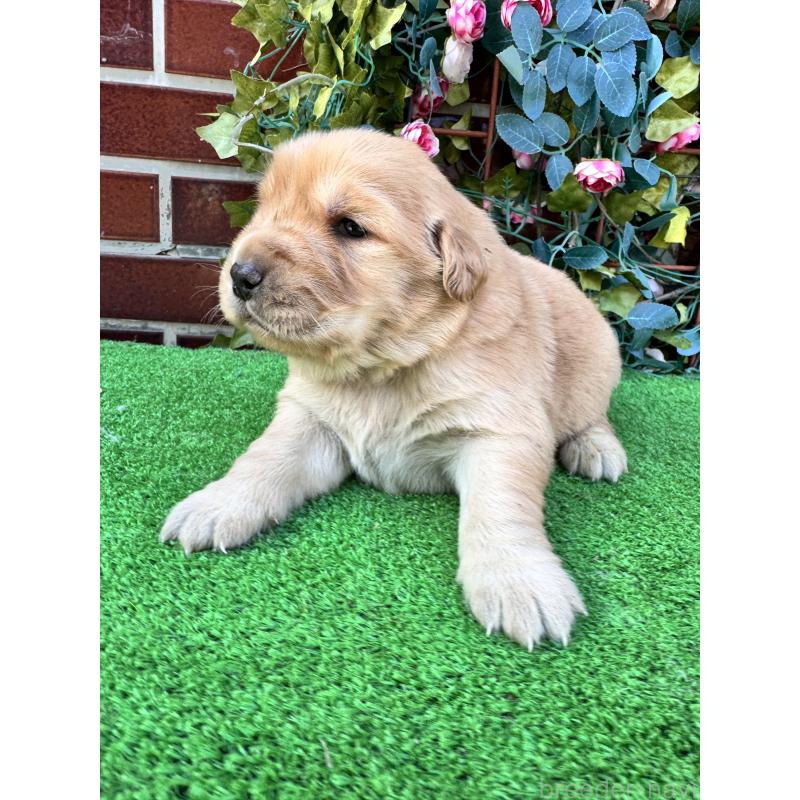 販売中の茨城県のゴールデンレトリーバー-450741の3枚目