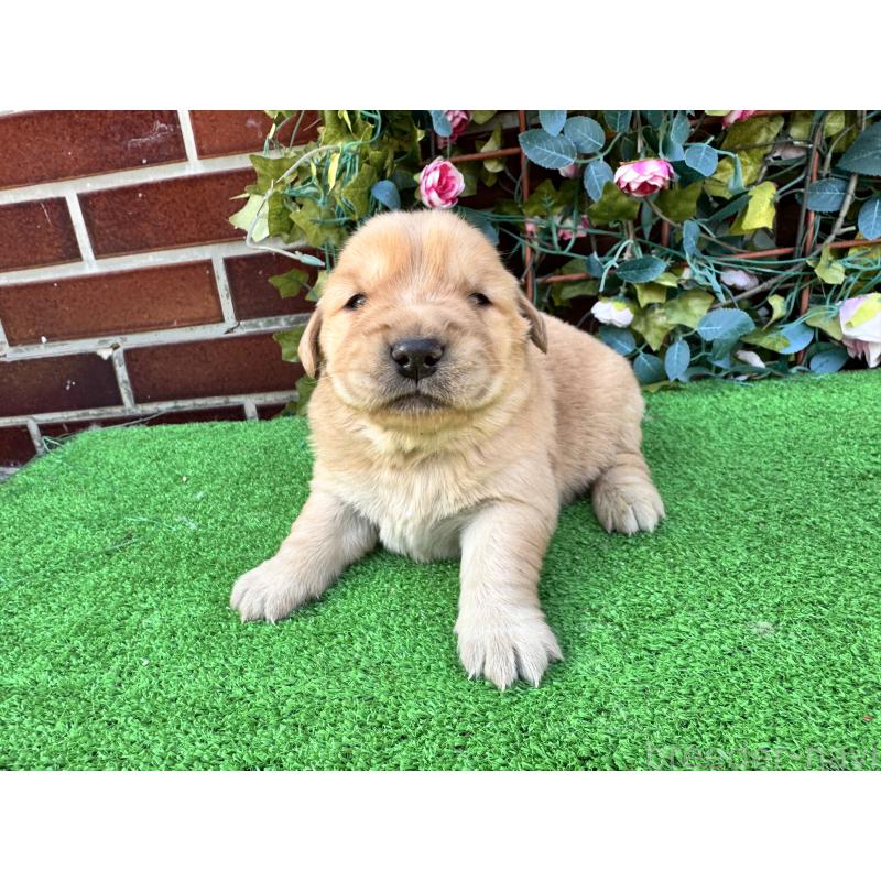 販売中の茨城県のゴールデンレトリーバー-450741の2枚目