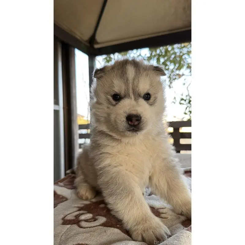 販売中の埼玉県のシベリアンハスキー-451550の15枚目