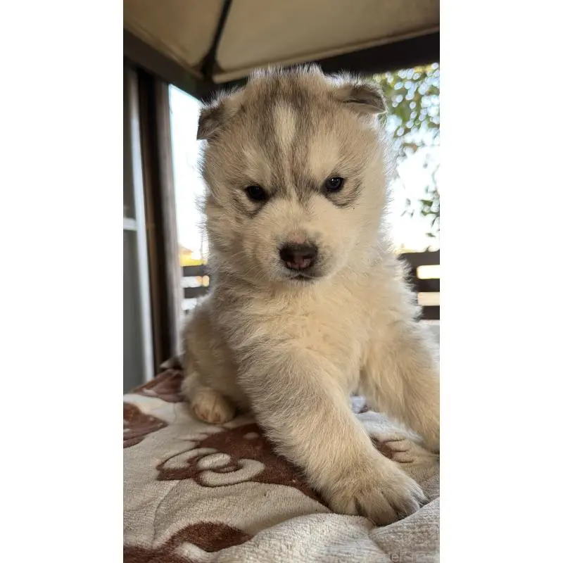 販売中の埼玉県のシベリアンハスキー-451550の14枚目