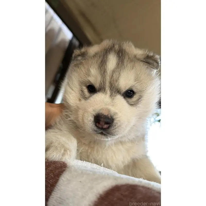 販売中の埼玉県のシベリアンハスキー-451550の13枚目