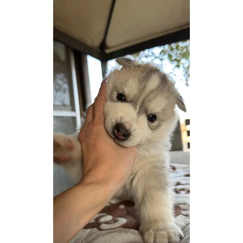 販売中の埼玉県のシベリアンハスキー-451550の12枚目