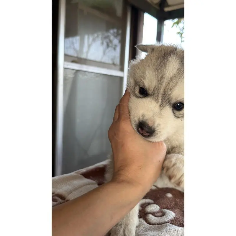 販売中の埼玉県のシベリアンハスキー-451550の11枚目