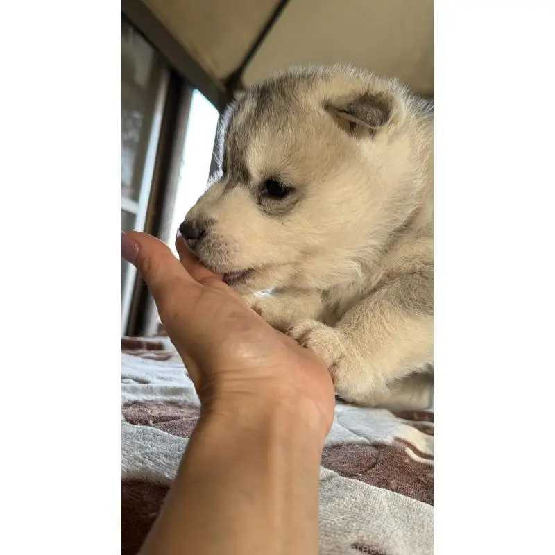 販売中の埼玉県のシベリアンハスキー-451550の10枚目