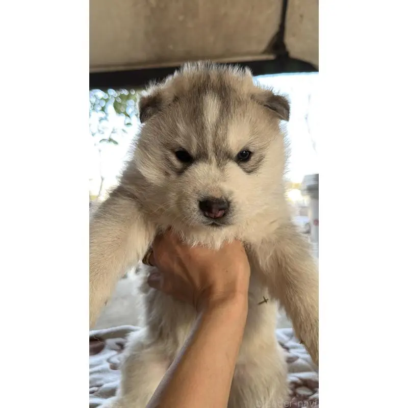 販売中の埼玉県のシベリアンハスキー-451550の9枚目