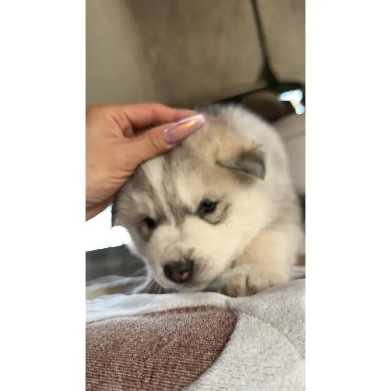 販売中の埼玉県のシベリアンハスキー-451550の8枚目