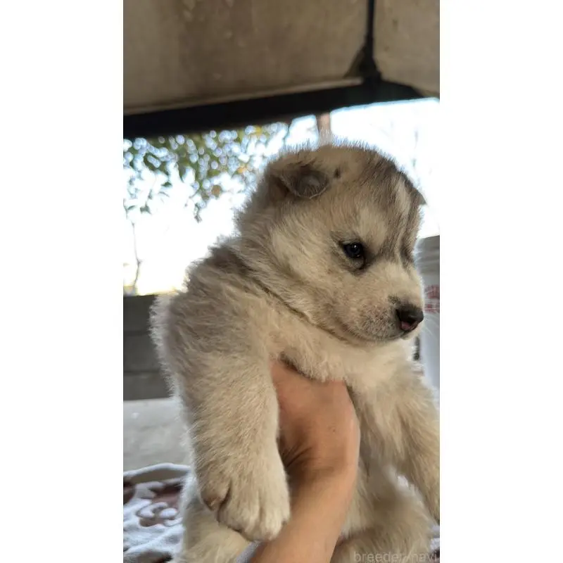 販売中の埼玉県のシベリアンハスキー-451550の7枚目