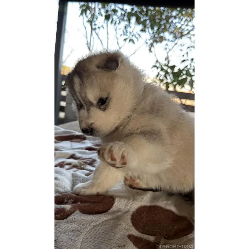 販売中の埼玉県のシベリアンハスキー-451550の6枚目