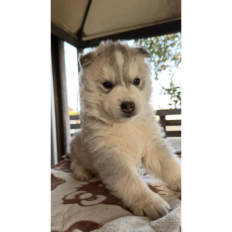 販売中の埼玉県のシベリアンハスキー-451550の5枚目