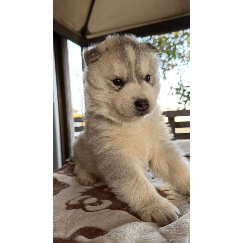 販売中の埼玉県のシベリアンハスキー-451550の4枚目