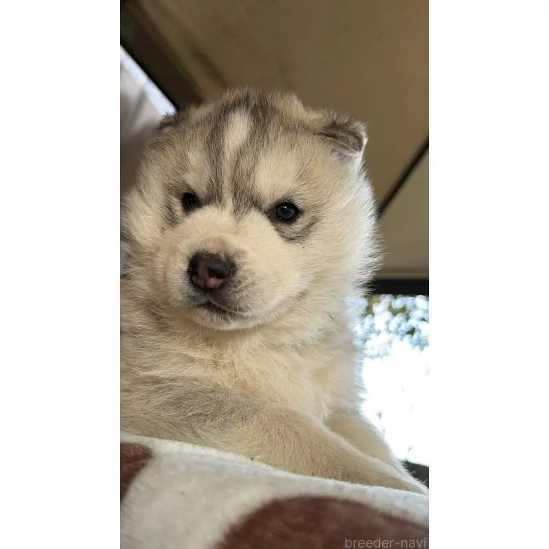 販売中の埼玉県のシベリアンハスキー-451550の2枚目